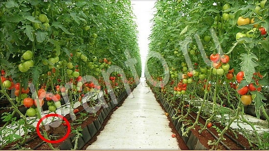 ответы на игру Где же кот Уровень 7876