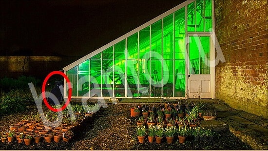 ответы в картинках на игру Где же кот Уровень 7877