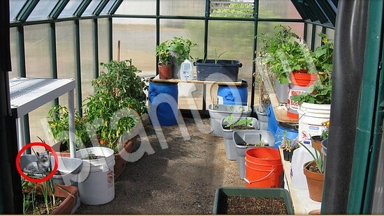 помощь на игру Где же кот Уровень 7878