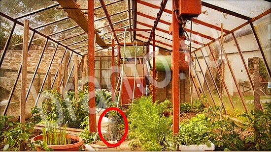 Где же кот ответы в одноклассниках Уровень 7879