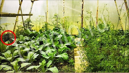 Где же кот игра ответы Уровень 7880