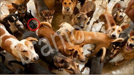 Подсказки на игру Где же кот Уровень 7882