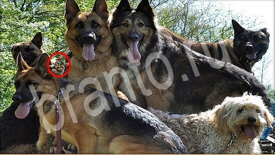 Решения на игру Где же кот Уровень 7883