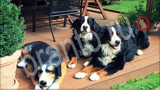 Помощь на игру Где же кот Уровень 7884