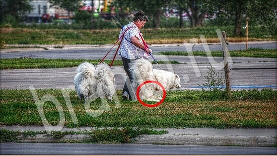 ответы к игре Где же кот Уровень 7885