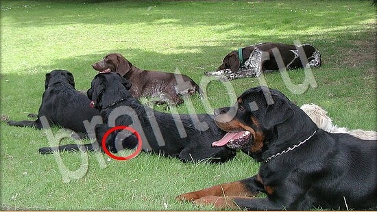 ответы на игру в одноклассниках Где же кот Уровень 7886