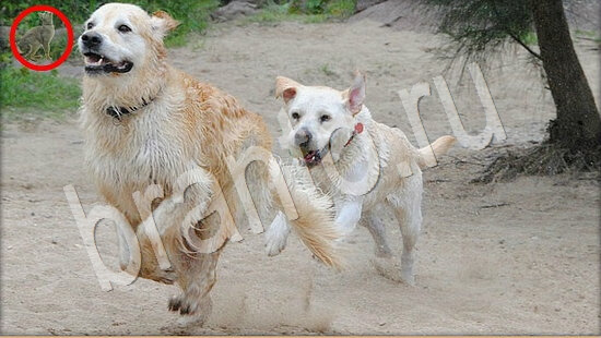 Где же кот игра ответы в одноклассниках Уровень 7887