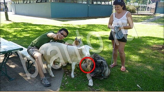 Где же кот? ответы Уровень 7888