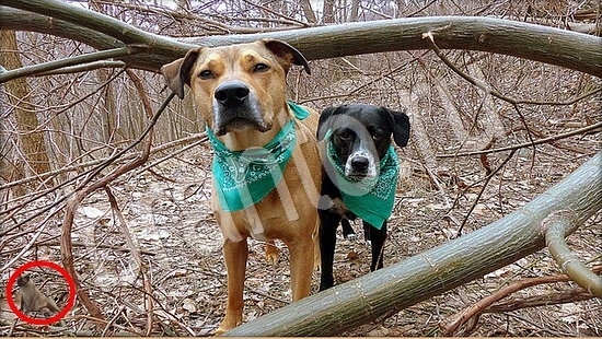 Где же кот? подсказки Уровень 7889