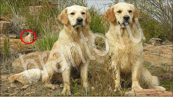 Где же кот? помощь Уровень 7890