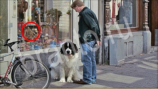 решебник на игру Где же кот Уровень 7891