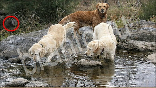 Где же кот? решения Уровень 7892