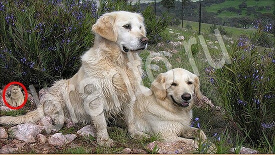 Где же кот игра ответы Уровень 7893