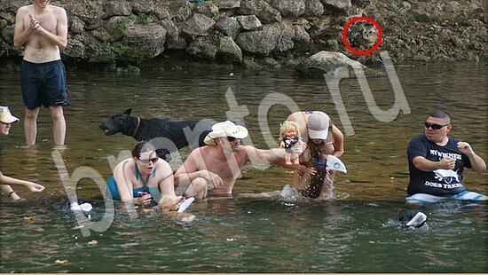 Где же кот игра подсказки Уровень 7894