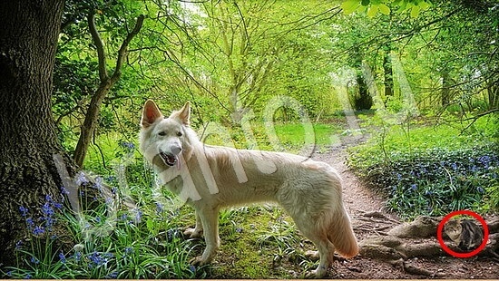 Где же кот игра помощь Уровень 7895