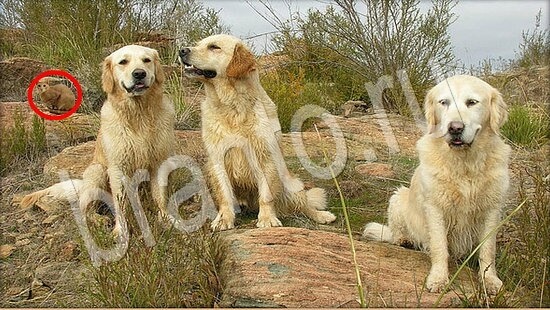 Где же кот ответы в картинках Уровень 7896