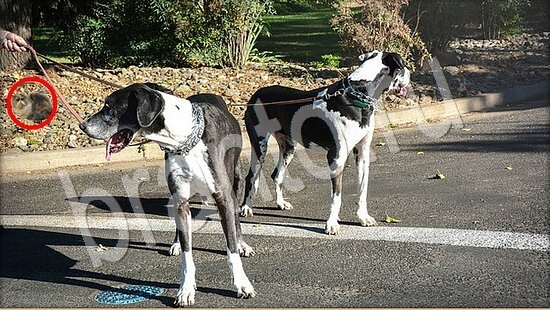 Игра Где же кот ответы Уровень 7897