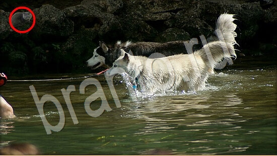 Игра Где же кот подсказки Уровень 7898