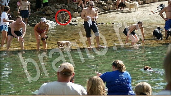 игра Где же кот помощь Уровень 7899