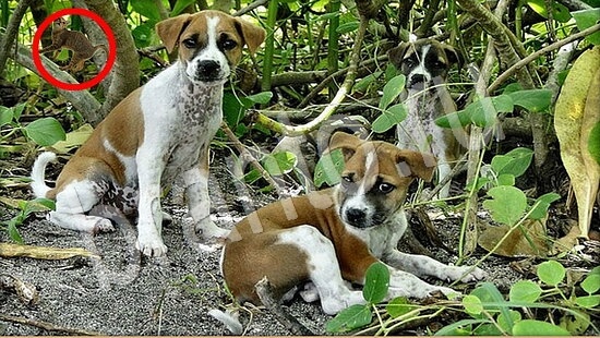 Игра Где же кот прохождение Уровень 7900