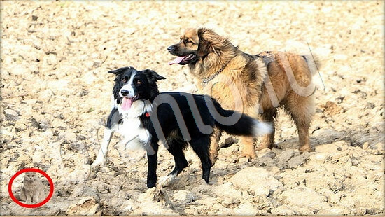 прохождение на игру Где же кот Уровень 7901