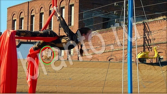 Прохождение игры Где же кот Уровень 7904