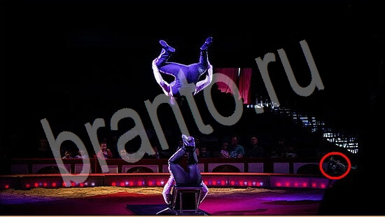 ответы Где же кот Уровень 7905