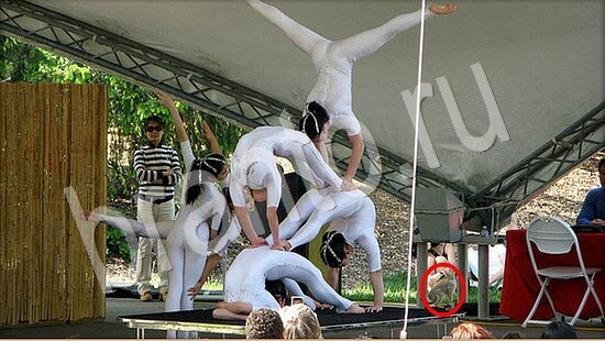 Где же кот ответы в одноклассниках Уровень 7919