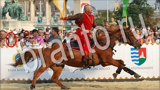 Подсказки на игру Где же кот Уровень 7962