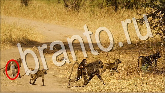 решения для игры Где же кот Уровень 7988