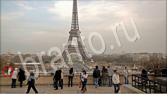 Решения на игру Где же кот Уровень 7923