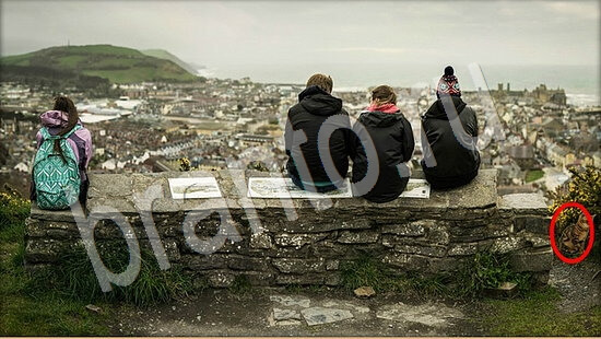 Где же кот игра ответы в одноклассниках Уровень 7927