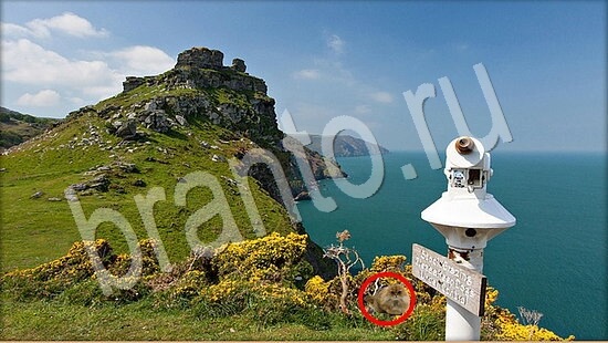 Где же кот? подсказки Уровень 7929