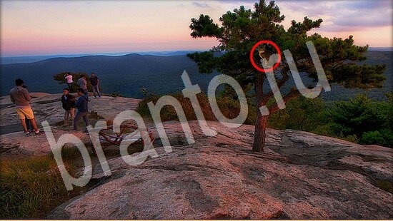 Где же кот? помощь Уровень 7930