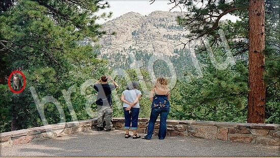 решебник на игру Где же кот Уровень 7931