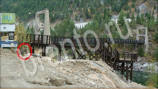 Где же кот игра ответы Уровень 7933