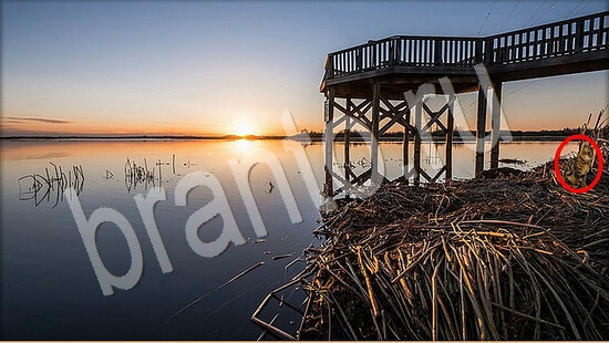 Где же кот игра подсказки Уровень 7934