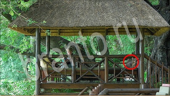 Где же кот игра помощь Уровень 7935