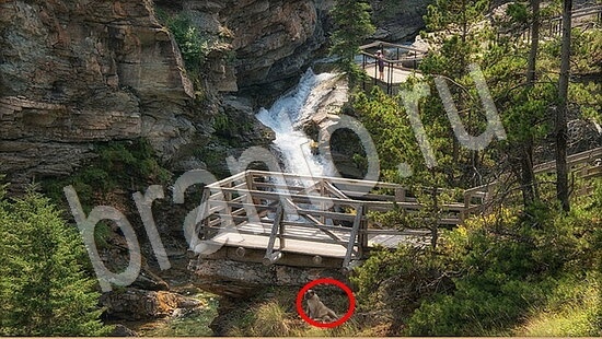 Игра Где же кот подсказки Уровень 7938