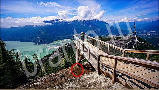 прохождение на игру Где же кот Уровень 7941