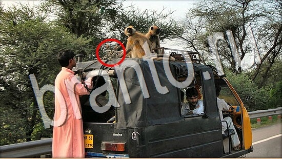 игра в одноклассниках Где же кот ответы Уровень 7990