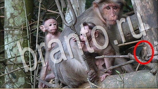 ответы на игру Где же кот Уровень 8001