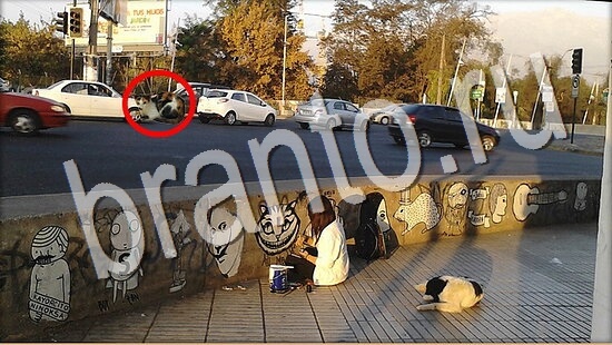 Решения на игру Где же кот Уровень 8003