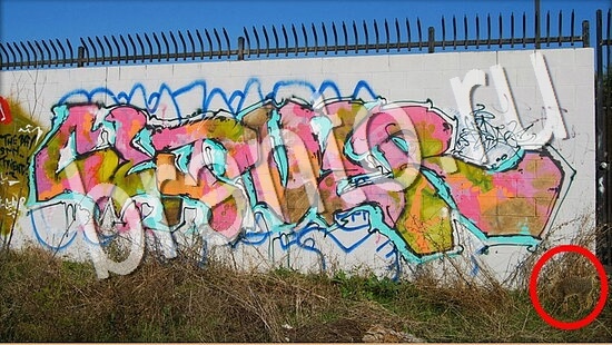 Где же кот? подсказки Уровень 8009