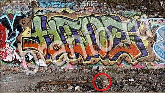 Где же кот игра ответы Уровень 8013