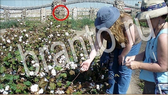 Где же кот прохождение игры Уровень 8022