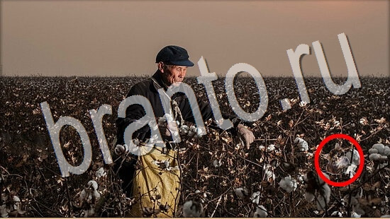 ответы Где же кот Уровень 8025