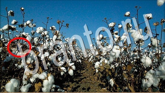 ответы для игры Где же кот Уровень 8027