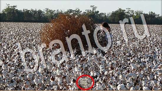 Где же кот игра ответы Уровень 8029