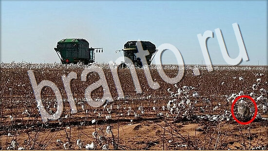 Где же кот помощь в картинках Уровень 8031